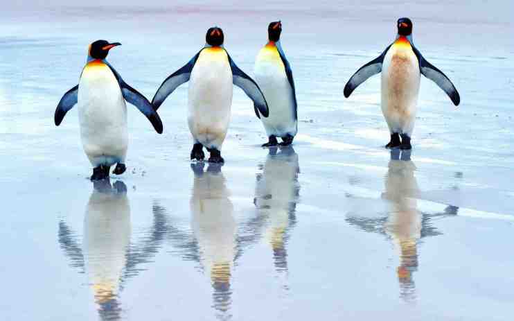 penguins beach